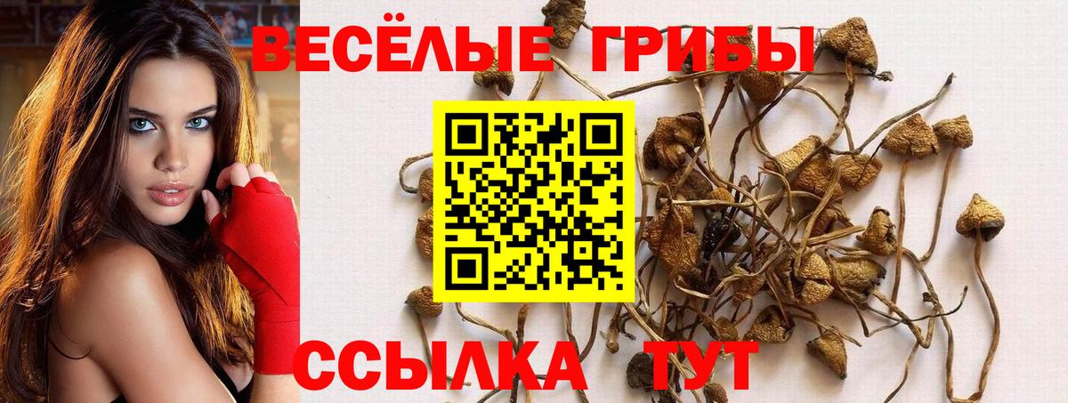 Псилоцибиновые грибы мицелий  Вход с VPN  Псилоцибиновые грибы Psilocybine cubensis  Москва 